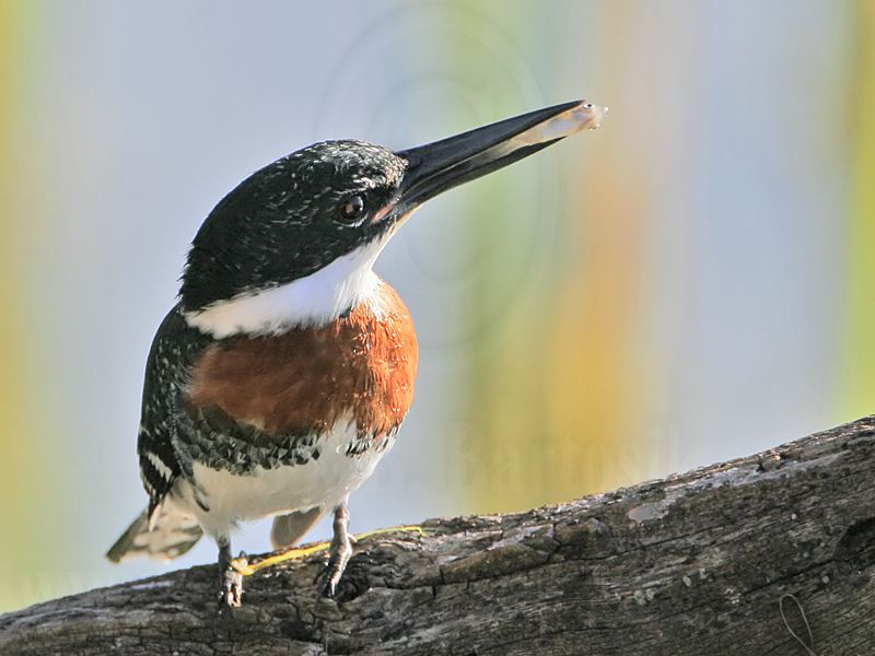 _MG_8960 Green Kingfisher.jpg