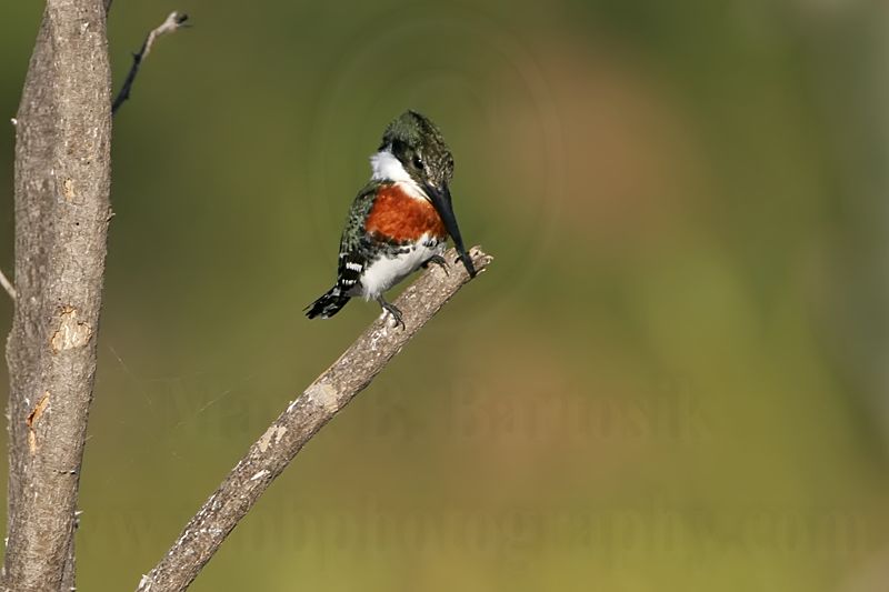 _MG_0552 Green Kingfisher.jpg