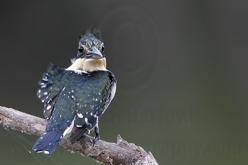 _MG_1103 Green Kingfisher.jpg