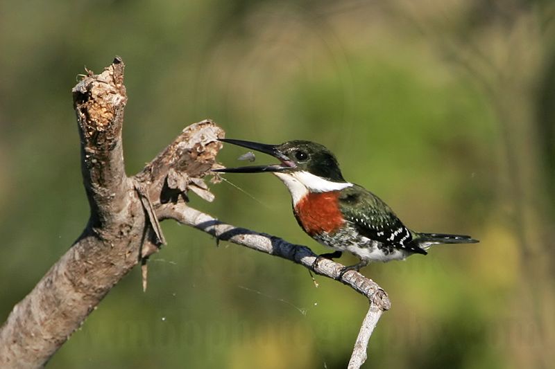 _MG_2149 Green Kingfisher.jpg