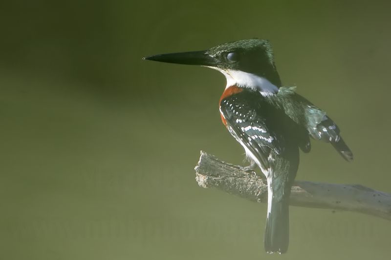 _MG_3639 Green Kingfisher.jpg