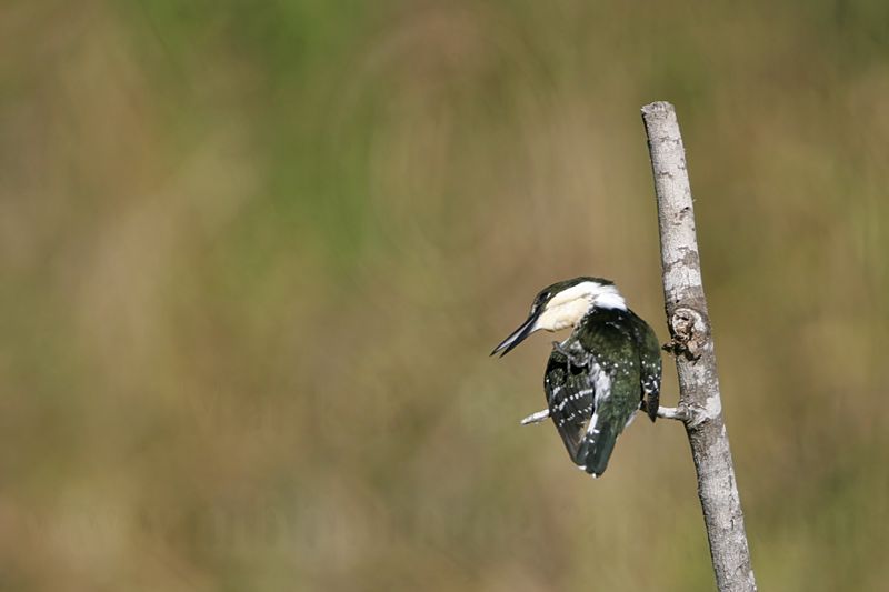 _MG_4791 Green Kingfisher.jpg