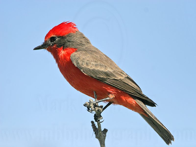 _MG_6261 Vermilion Flycatcher.jpg