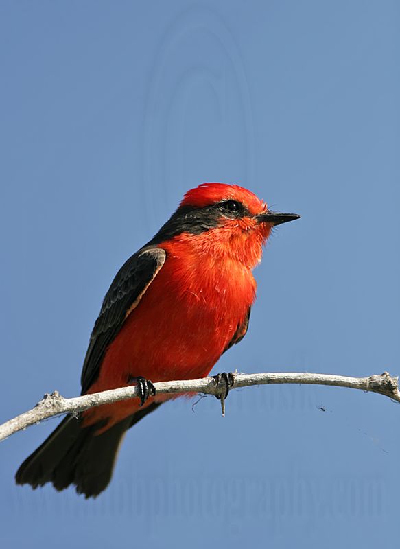 _MG_6263 Vermilion Flycatcher.jpg