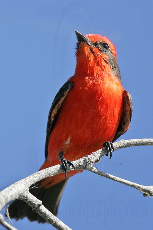 _MG_6625 Vermilion Flycatcher.jpg