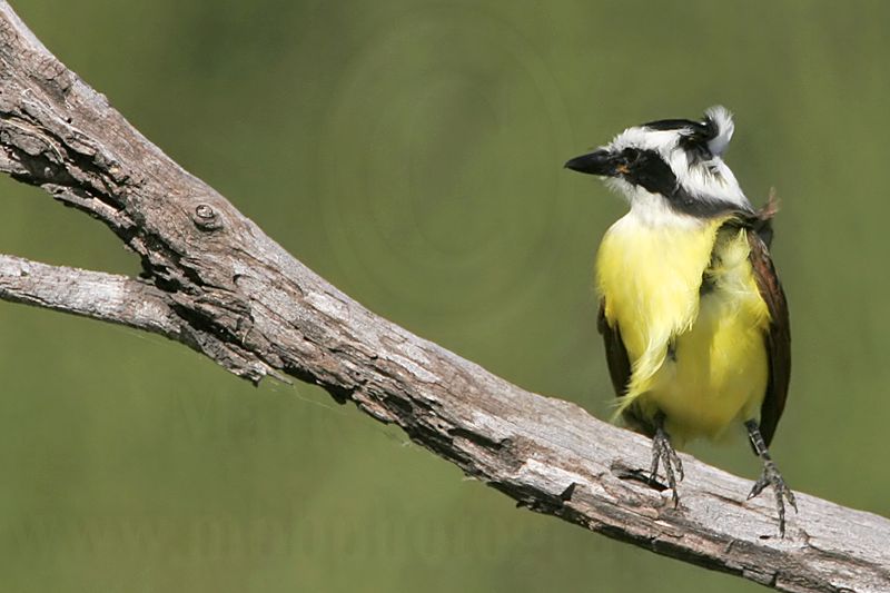 _MG_3497 Great Kiskadee.jpg