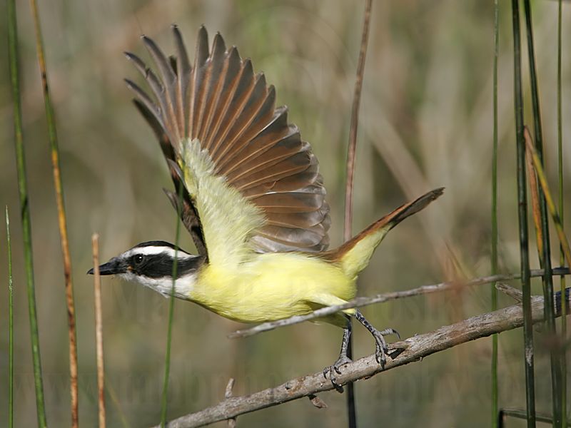 _MG_4700 Great Kiskadee.jpg