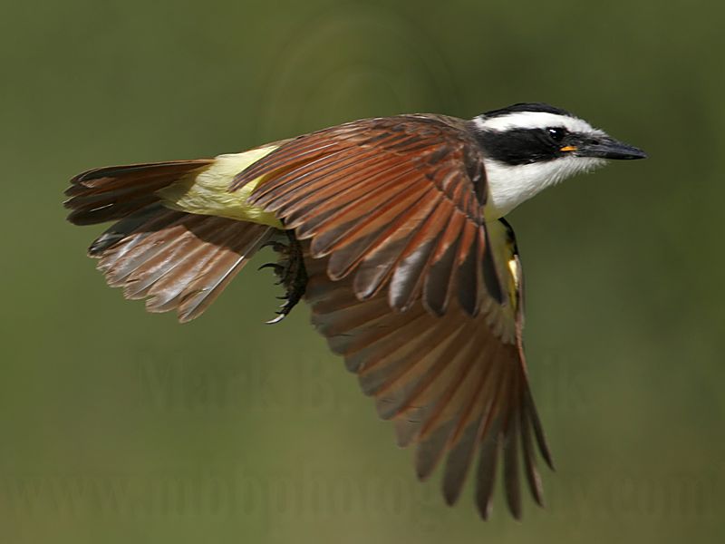 _MG_5967 Great Kiskadee.jpg