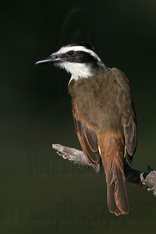 _MG_7710 Great Kiskadee.jpg