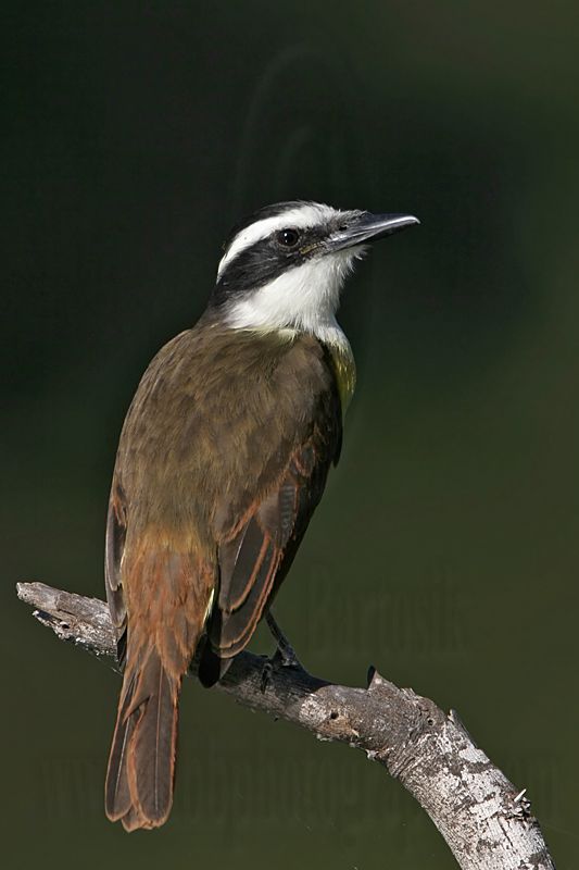 _MG_7731 Great Kiskadee.jpg