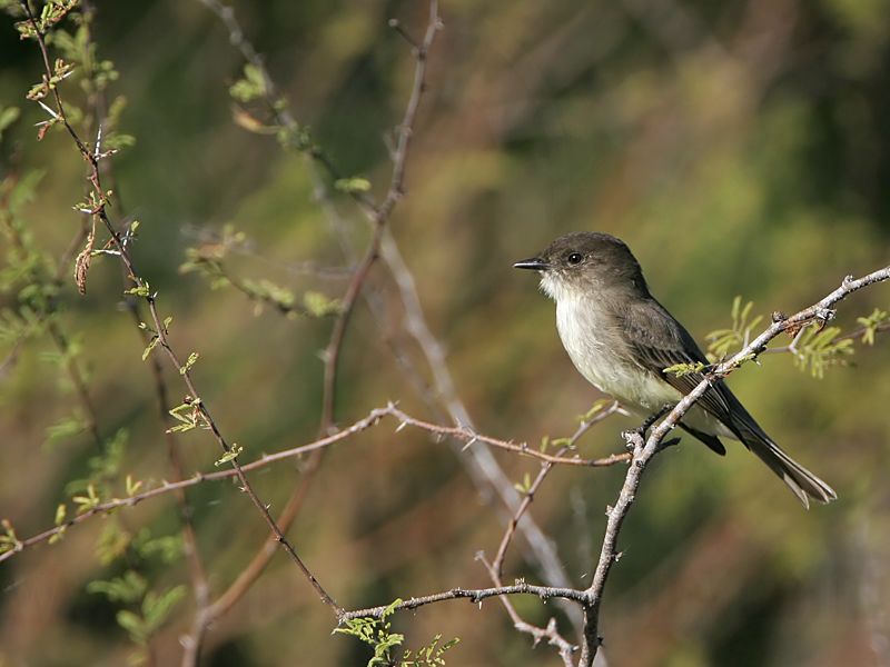 _MG_2786 Eastern Phoebe.jpg