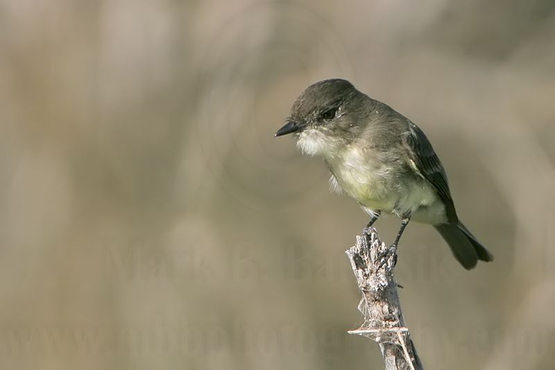 _MG_2831 Eastern Phoebe.jpg