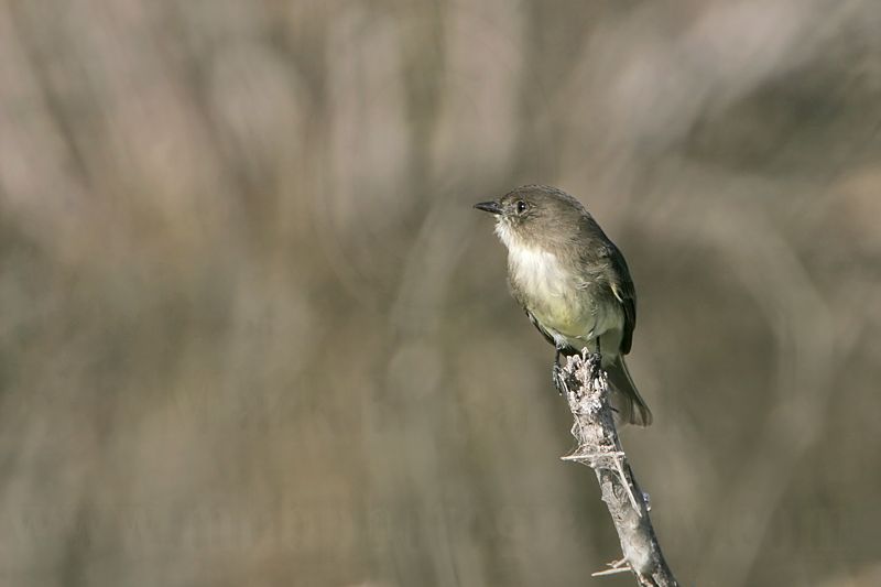_MG_2877 Eastern Phoebe.jpg