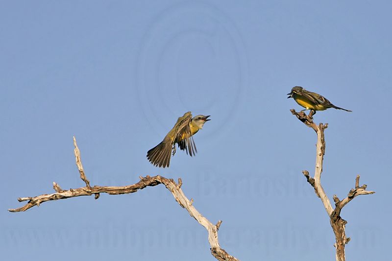 _MG_3257 Kingbird.jpg