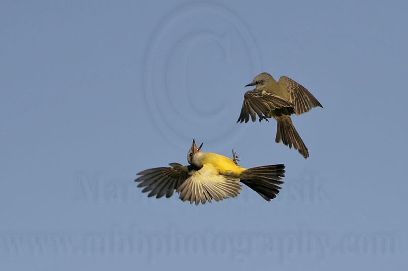 _MG_3258 Kingbird.jpg