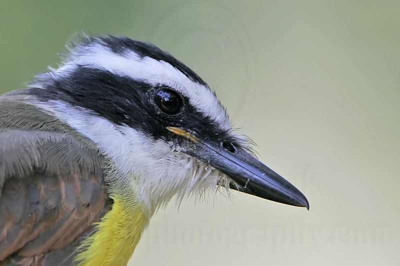 _MG_3164 Great Kiskadee.jpg