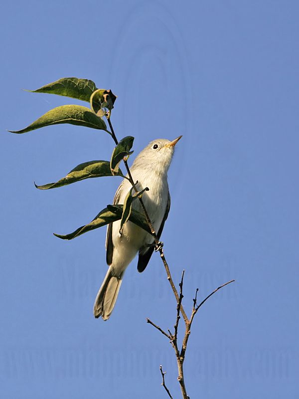 _MG_3306 Blue-gray Gnatcatcher.jpg