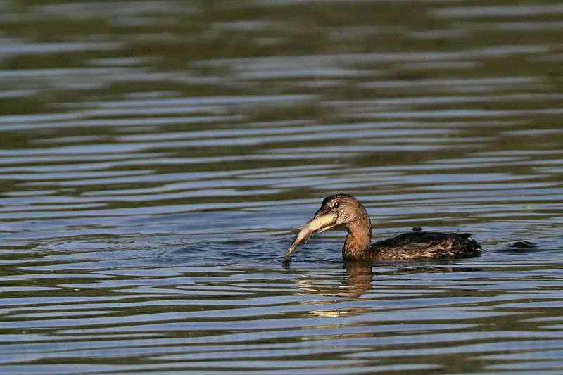 _MG_3920 Pied-billed Grebe.jpg