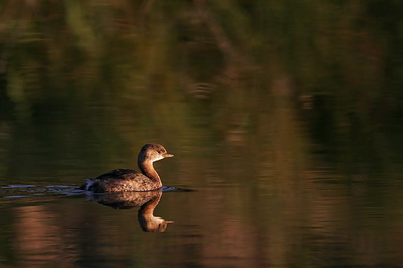 _MG_7671 Pied-billed Grebe.jpg