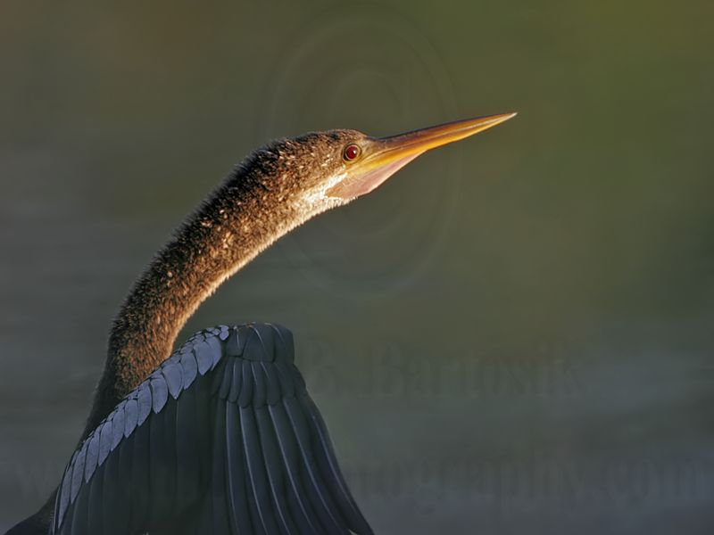 _MG_1070 Anhinga.jpg