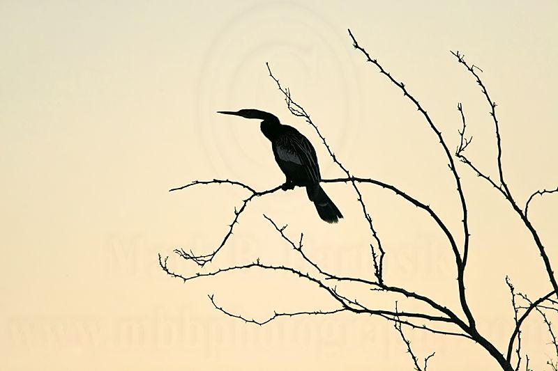 _MG_1410 Anhinga.jpg