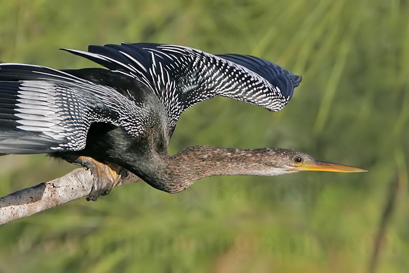 _MG_2509 Anhinga.jpg