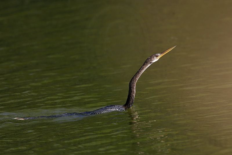 _MG_3601 Anhinga.jpg