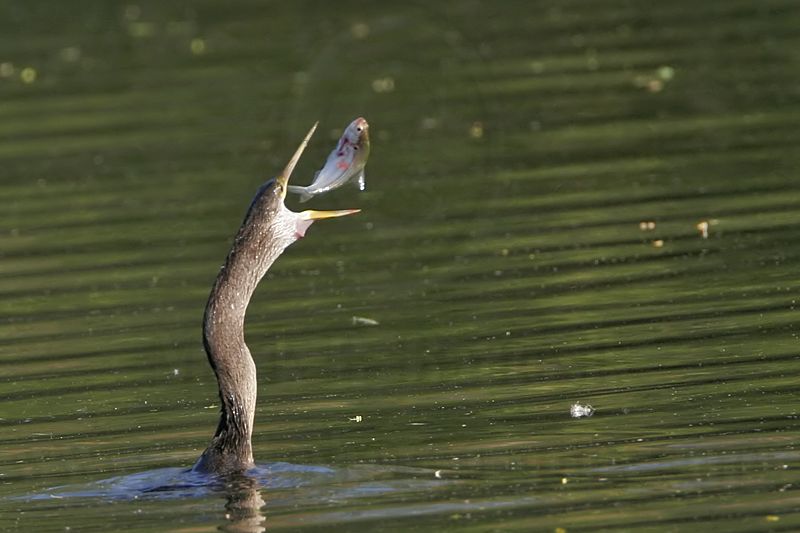_MG_3747 Anhinga.jpg
