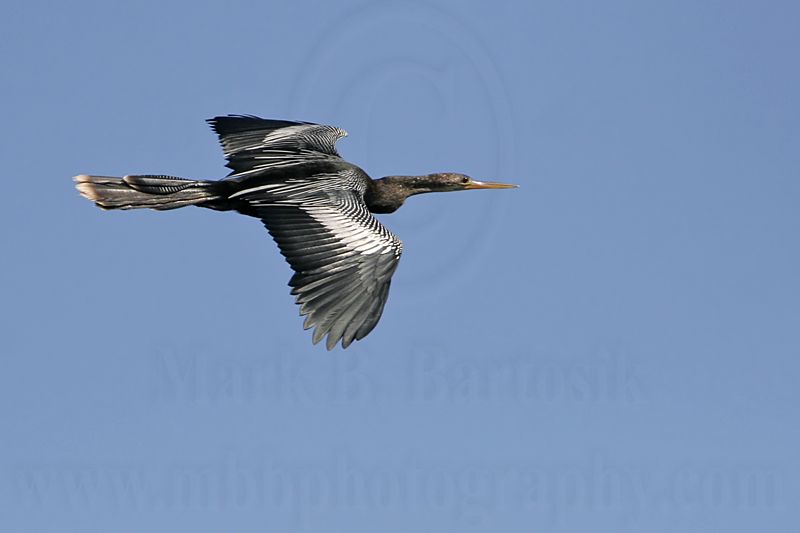_MG_6592 Anhinga.jpg