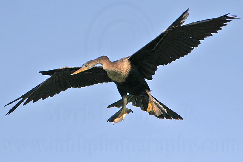 _MG_6675 Anhinga.jpg