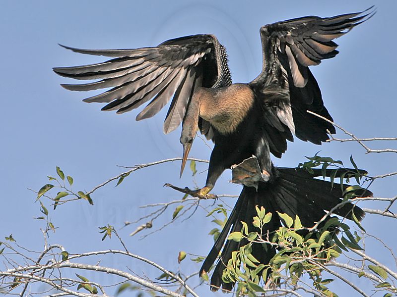 _MG_6691 Anhinga.jpg