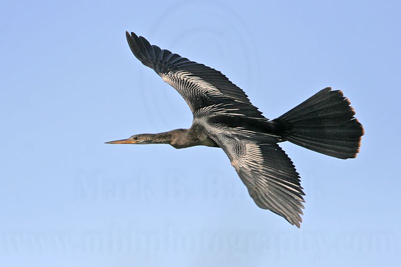 _MG_6740 Anhinga.jpg