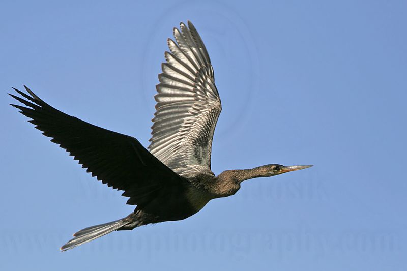 _MG_7815 Anhinga.jpg