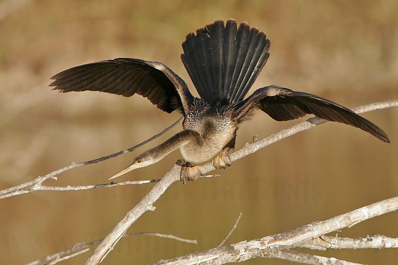 _MG_8842 Anhinga.jpg