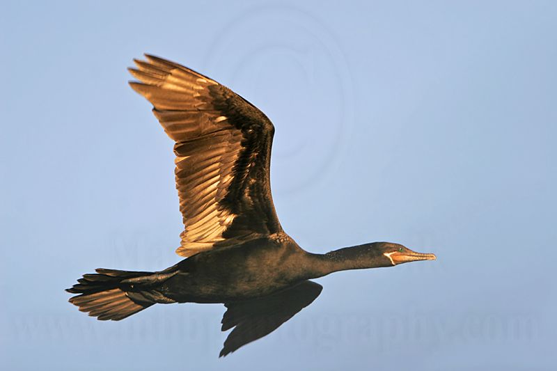 _MG_1093 Neotropic Cormorant.jpg