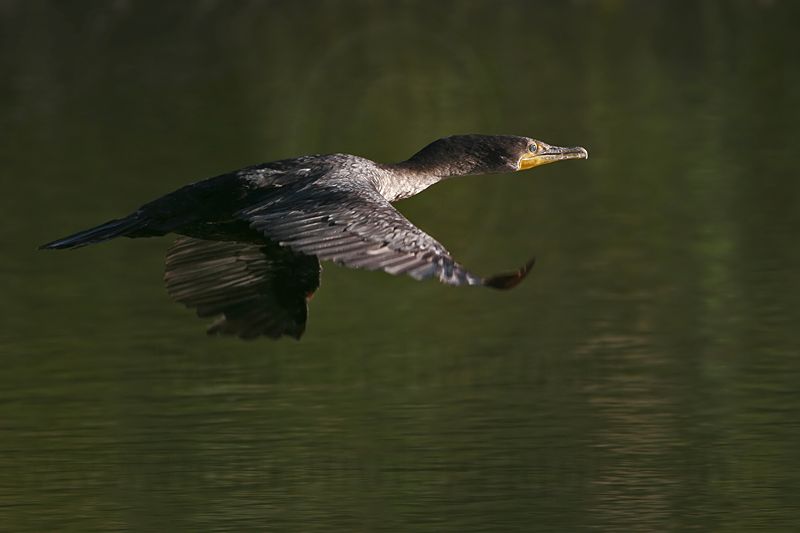 _MG_4148 Neotropic Cormorant.jpg