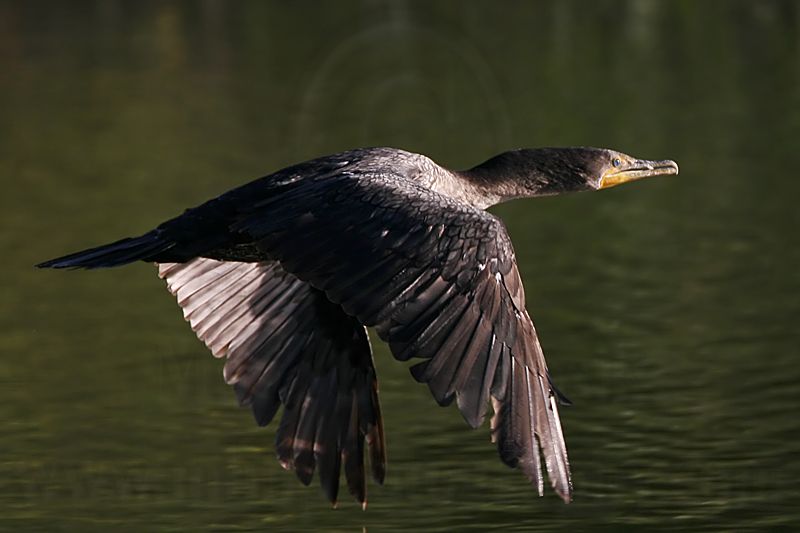 _MG_4149 Neotropic Cormorant.jpg