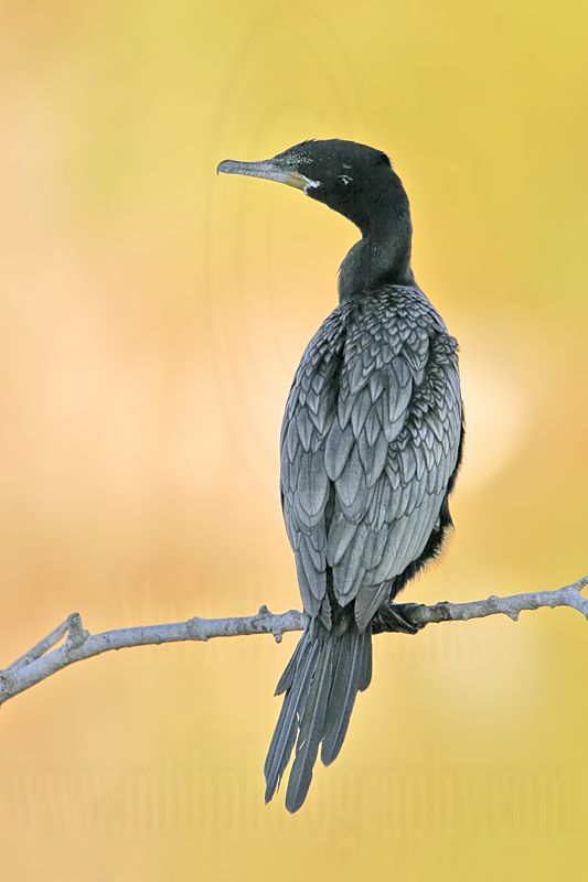 _MG_4351 Neotropic Cormorant.jpg