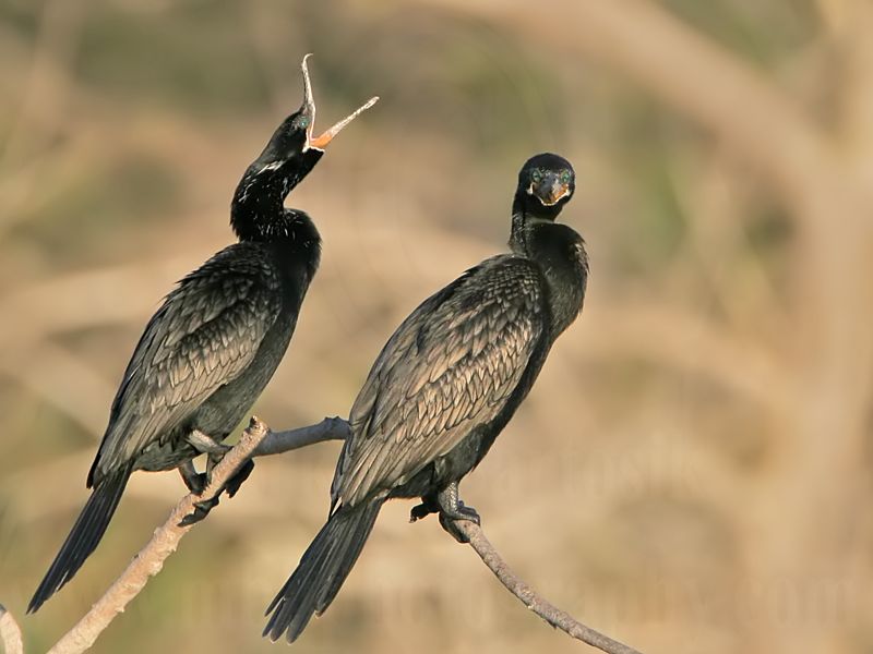 _MG_7407 Neotropic Cormorant.jpg
