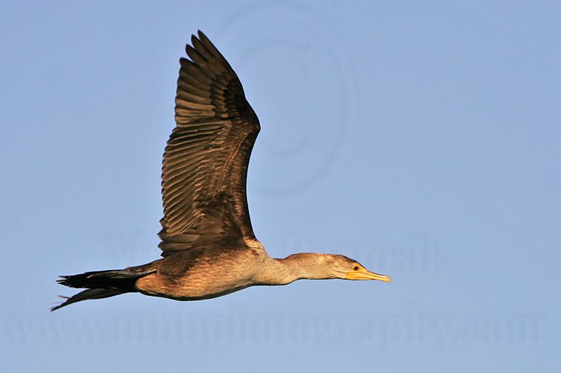 _MG_4446 Double-crested Cormorant.jpg