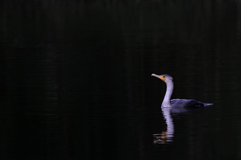 _MG_8114 Double-crested Cormorant.jpg