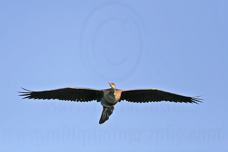 _MG_8494  Anhinga.jpg