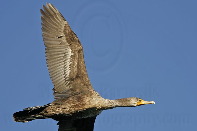 _MG_8793 Double-crested Cormorant.jpg