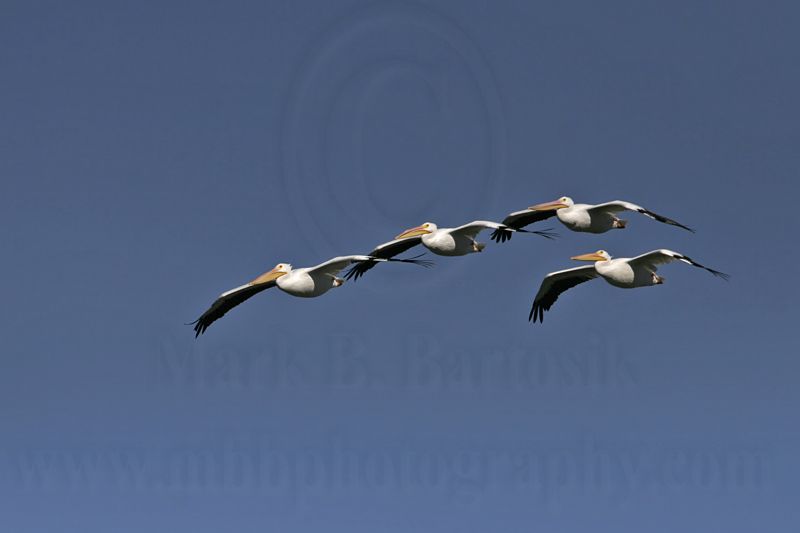 _MG_3067 American White Pelican.jpg