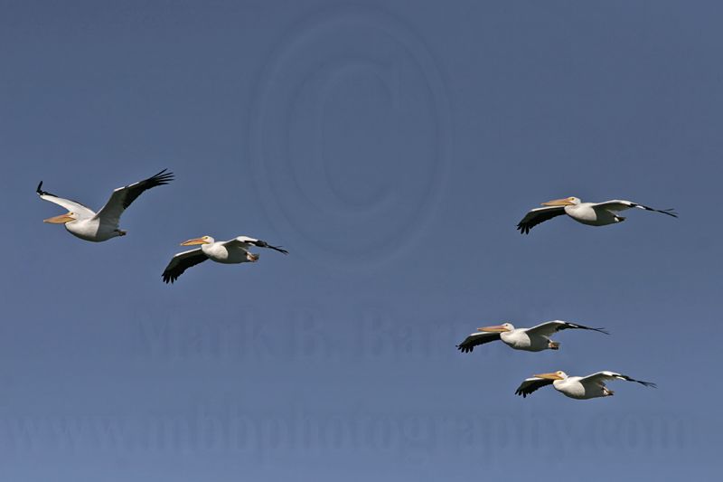 _MG_3075 American White Pelican.jpg