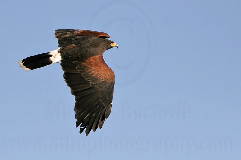 _MG_3960 Harriss Hawk.jpg