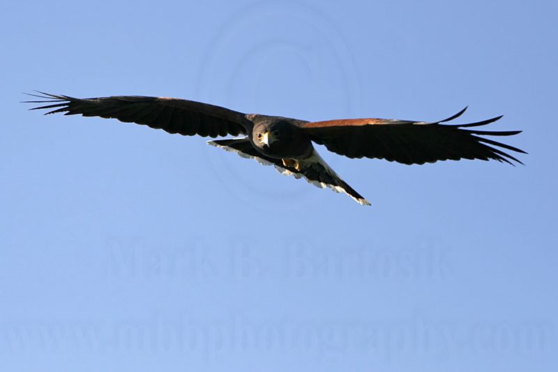 _MG_3990 Harriss Hawk.jpg