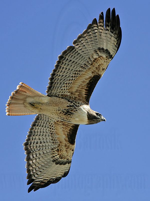 _MG_9911 Red-tailed Hawk.jpg