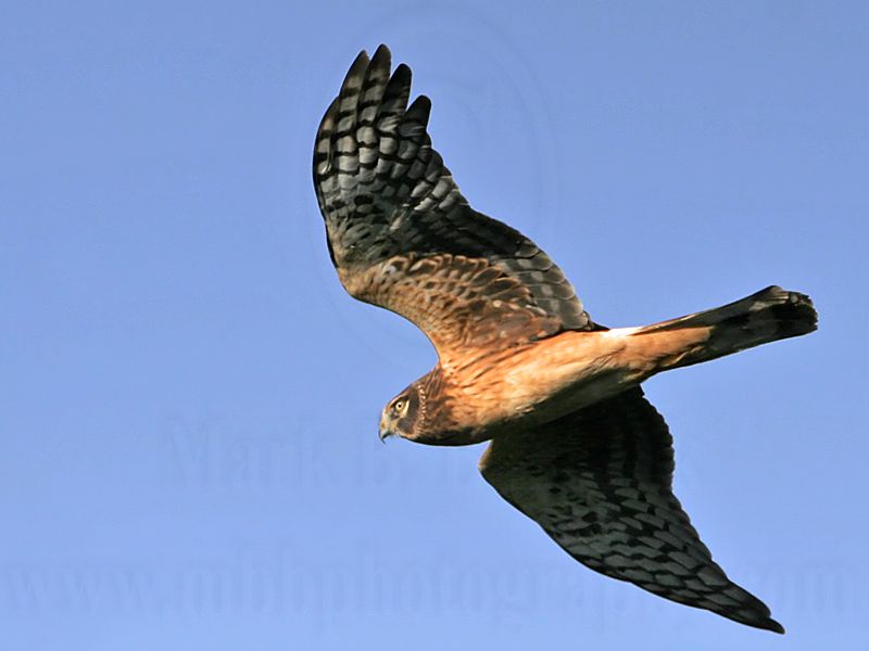 _MG_2823 Northern Harrier.jpg