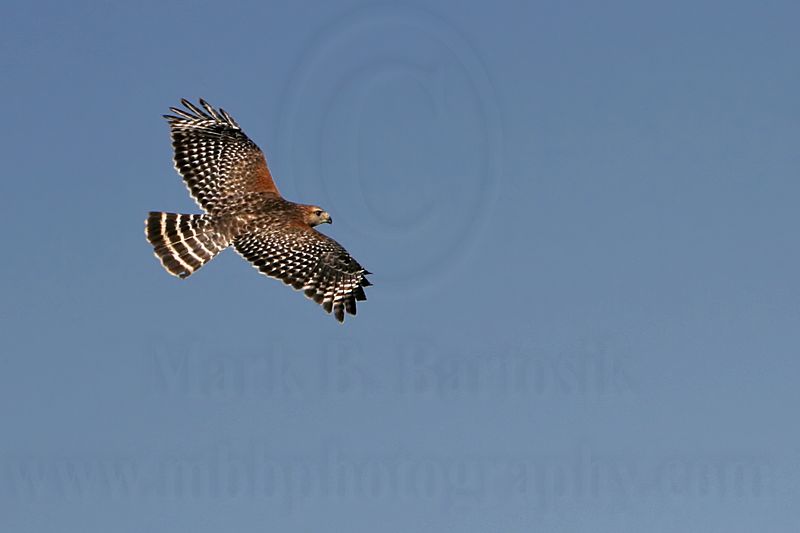 _MG_7919 Red-shouldered Hawk.jpg